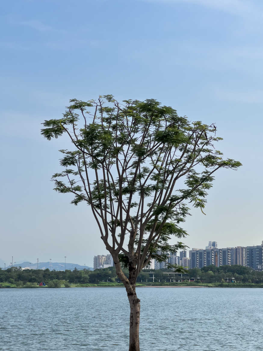 自然系列 IMG_7867